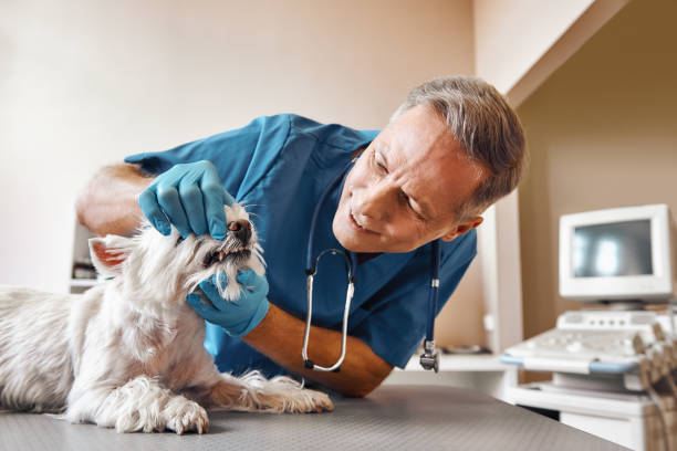 Best Emergency Dental Services Near Me  in Longbranch, WA